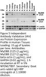 MYD88 Antibody