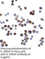 IL-1RAcP Antibody