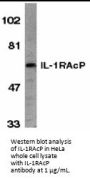 IL-1RAcP Antibody