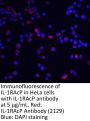 IL-1RAcP Antibody