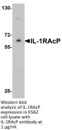 IL-1RAcP Antibody