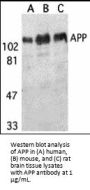 APP Antibody