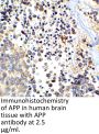 APP Antibody