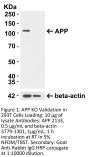 APP Antibody