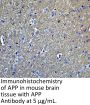 APP Antibody