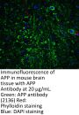 APP Antibody
