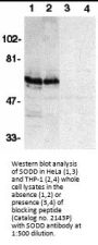 SODD Antibody