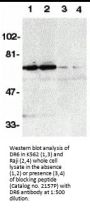 DR6 Antibody