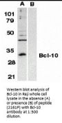 Bcl-10 Antibody