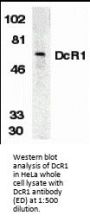 DcR1 Antibody