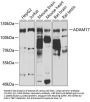 ADAM17 Antibody
