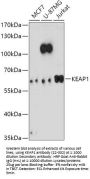 KEAP1 Antibody