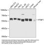 PTBP1 Antibody