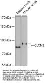 CLCN2 Antibody