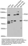 POLK Antibody