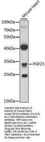 FGF23 Antibody