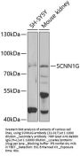 SCNN1G Antibody