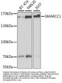 SMARCC1 Antibody, KO Validated