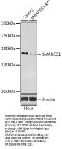 SMARCC1 Antibody, KO Validated