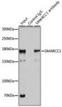 SMARCC1 Antibody, KO Validated
