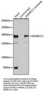 SMARCC1 Antibody, KO Validated