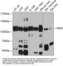 PIGR Antibody
