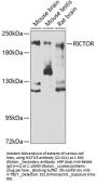 RICTOR Antibody