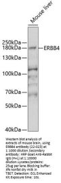 ERBB4 Antibody