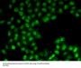 C11orf30 Antibody