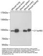 C11orf30 Antibody