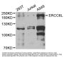 ERCC6L Antibody