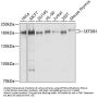 SETDB1 Antibody