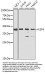 E2F6 Antibody