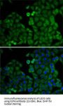 E2F6 Antibody