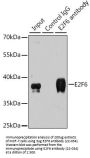 E2F6 Antibody