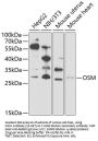 OSM Antibody