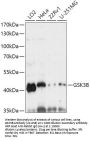 GSK3B Antibody, KO Validated