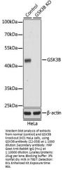 GSK3B Antibody, KO Validated