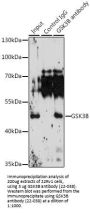GSK3B Antibody, KO Validated