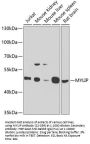 MYLIP Antibody