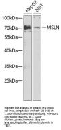 MSLN Antibody