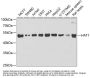HAT1 Antibody