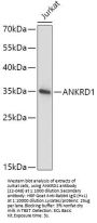 ANKRD1 Antibody