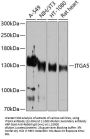 ITGA5 Antibody