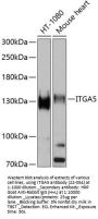 ITGA5 Antibody