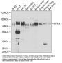 ATXN1 Antibody