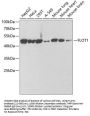 FLOT1 Antibody