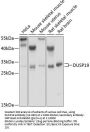 DUSP19 Antibody