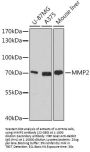 MMP2 Antibody