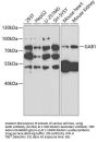 GAB1 Antibody